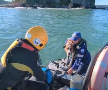 Tense Rescue Mission as Volunteers Race to Save Dog Swept Into the Ocean Amid Community Support
