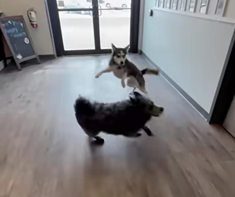 The Heartwarming Adventure of a Lovestruck Husky Who Escaped for a Special Reunion