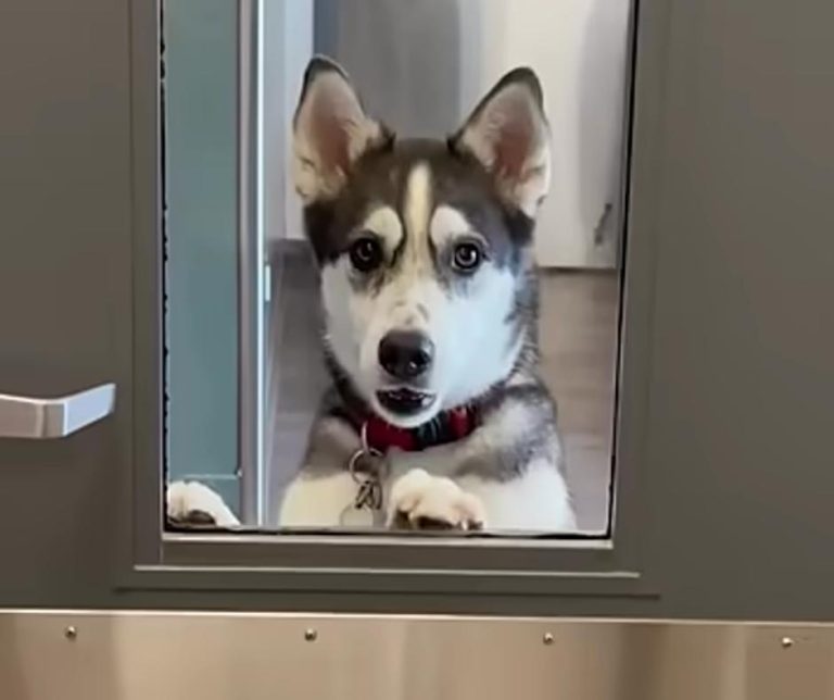 The Heartwarming Adventure of a Lovestruck Husky Who Escaped for a Special Reunion