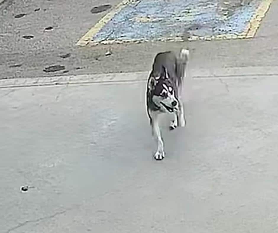 The Heartwarming Adventure of a Lovestruck Husky Who Escaped for a Special Reunion