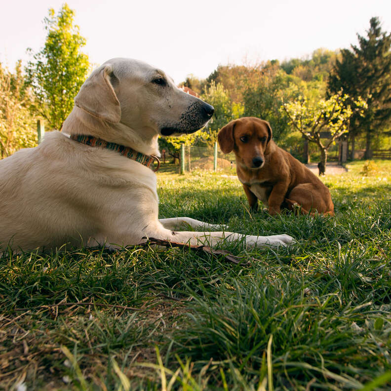 Unexpected Canine Connection Leads to a Heartwarming Adoption of a Little Dog Named Strudel