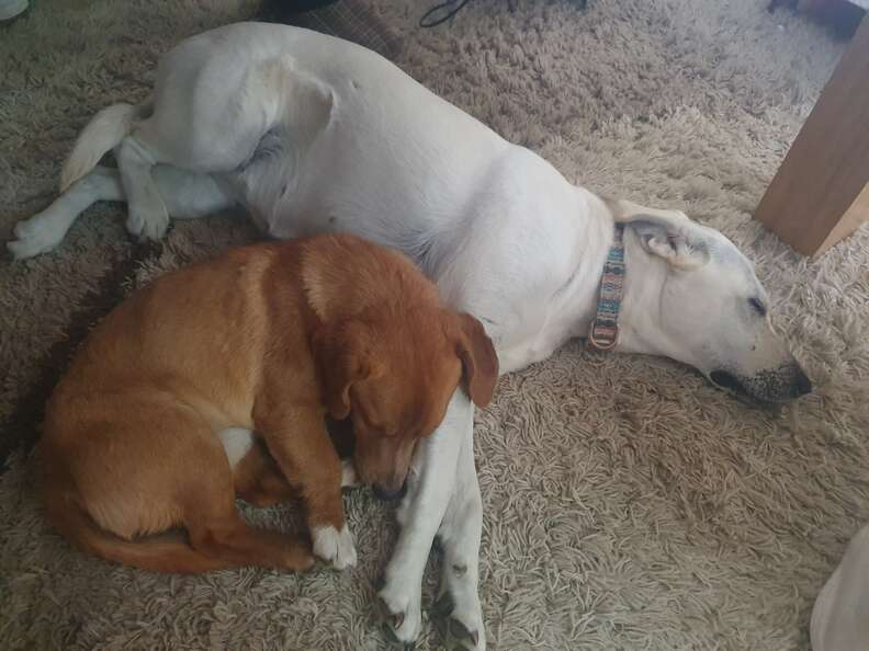 Unexpected Canine Connection Leads to a Heartwarming Adoption of a Little Dog Named Strudel