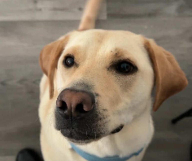 A Heartwarming Journey of Love and Dedication to Reunite with a Beloved Dog After Heartbreak and Separation