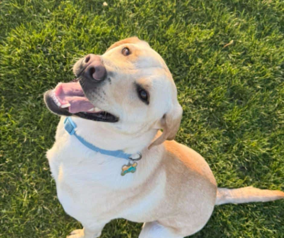 A Heartwarming Journey of Love and Dedication to Reunite with a Beloved Dog After Heartbreak and Separation