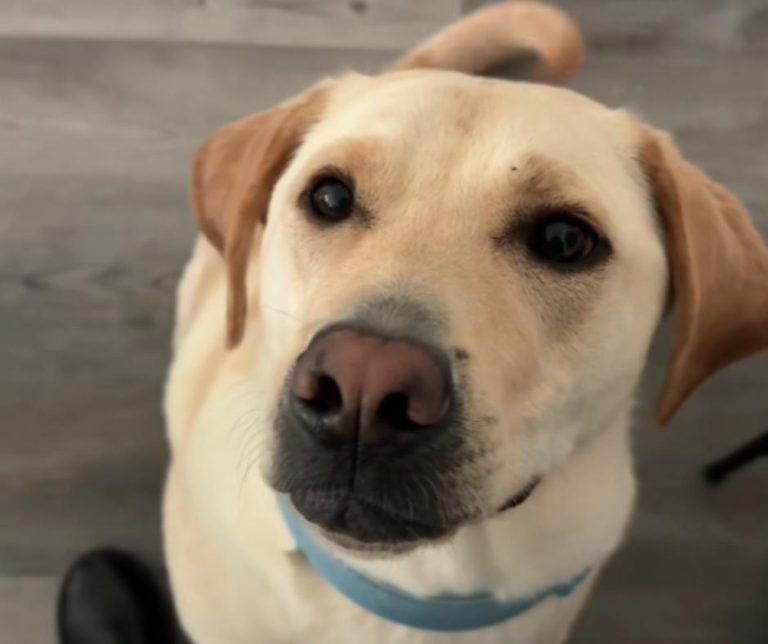 A Heartwarming Journey of Love and Dedication to Reunite with a Beloved Dog After Heartbreak and Separation