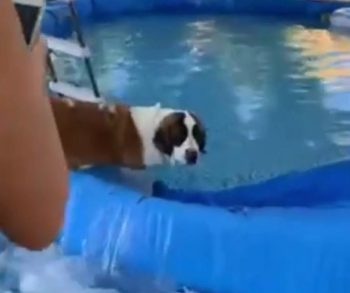 A Saint Bernard's Playful Antics Create a Backyard Flood and Endless Laughter