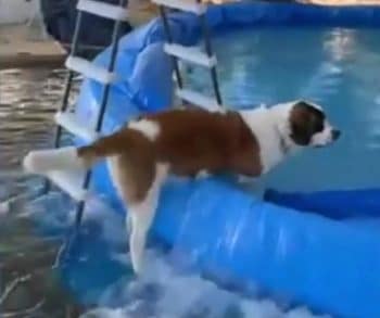 A Saint Bernard's Playful Antics Create a Backyard Flood and Endless Laughter