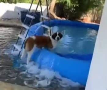 A Saint Bernard's Playful Antics Create a Backyard Flood and Endless Laughter