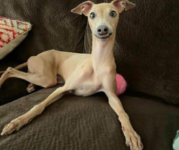 A Touching Journey of Love and Transformation with a Rescue Italian Greyhound Named Nori
