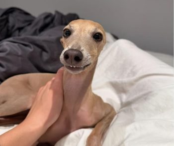 A Touching Journey of Love and Transformation with a Rescue Italian Greyhound Named Nori