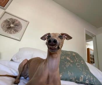 A Touching Journey of Love and Transformation with a Rescue Italian Greyhound Named Nori