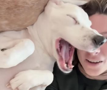Bambi's Incredible Journey from Starvation and Neglect to a Loving Forever Home