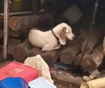 Bambi's Incredible Journey from Starvation and Neglect to a Loving Forever Home