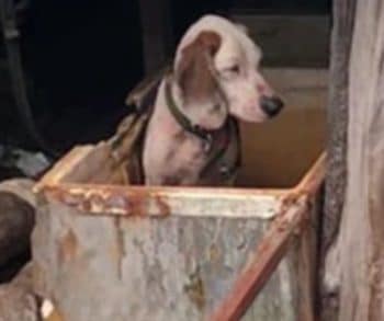 Bambi's Incredible Journey from Starvation and Neglect to a Loving Forever Home