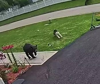 Brave Family Dog Defends Young Boy from Charging Bear in Heart-Stopping Moment Captured on Camera