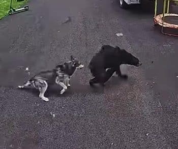 Brave Family Dog Defends Young Boy from Charging Bear in Heart-Stopping Moment Captured on Camera