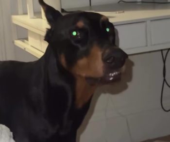 From Fear to Freedom Nyx the Shelter Dog's Incredible Journey of Healing and Love