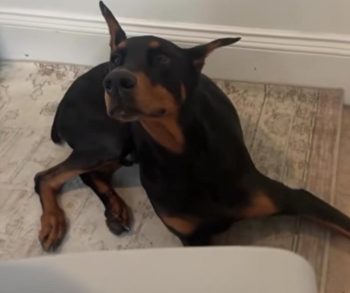 From Fear to Freedom Nyx the Shelter Dog's Incredible Journey of Healing and Love