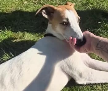 From the Brink of Death to a Joyful Life: The Inspiring Journey of Dodo the Puppy