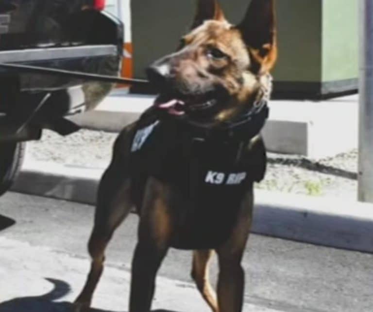 Heartbreaking Tragedy Unfolds as Two Beloved K-9 Heroes Die in Overheated Patrol Vehicle Sparking Criminal Charges Against Officer