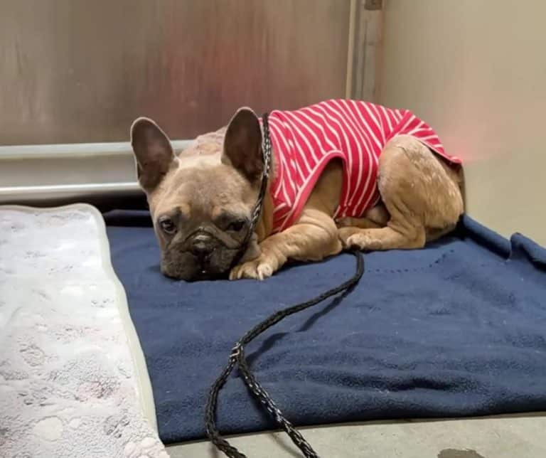 Heartwarming Rescue of Abandoned French Bulldog Who Found Hope and a New Beginning After Months of Neglect