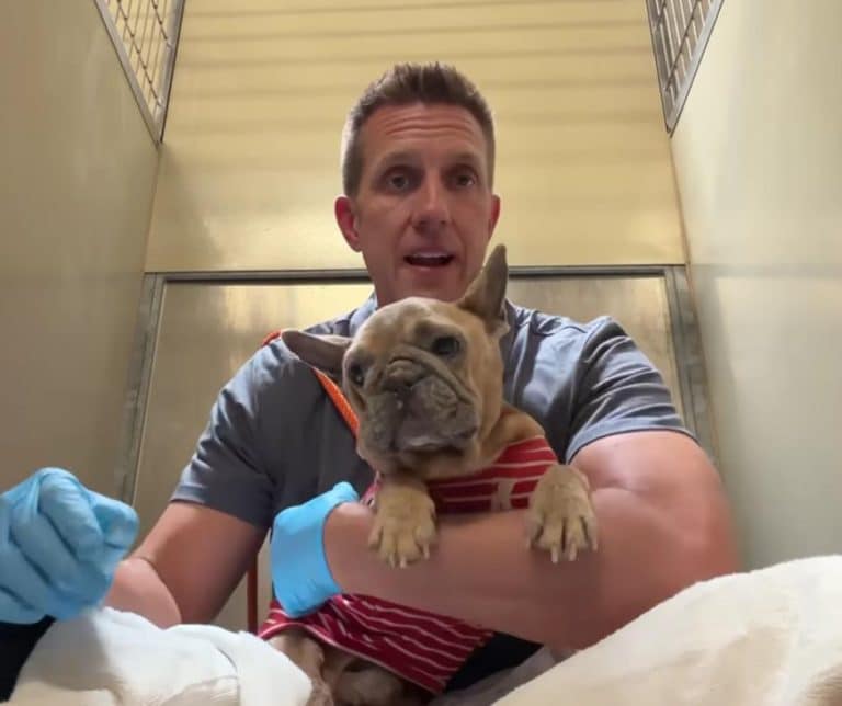 Heartwarming Rescue of Abandoned French Bulldog Who Found Hope and a New Beginning After Months of Neglect