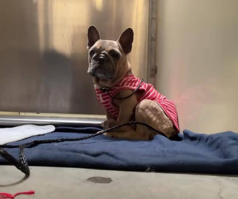 Heartwarming Rescue of Abandoned French Bulldog Who Found Hope and a New Beginning After Months of Neglect
