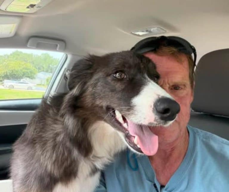 Heartwarming Reunion of Mabel the Border Collie and Her Devoted Owner After a Heart-Wrenching Search Underscored by Community Support
