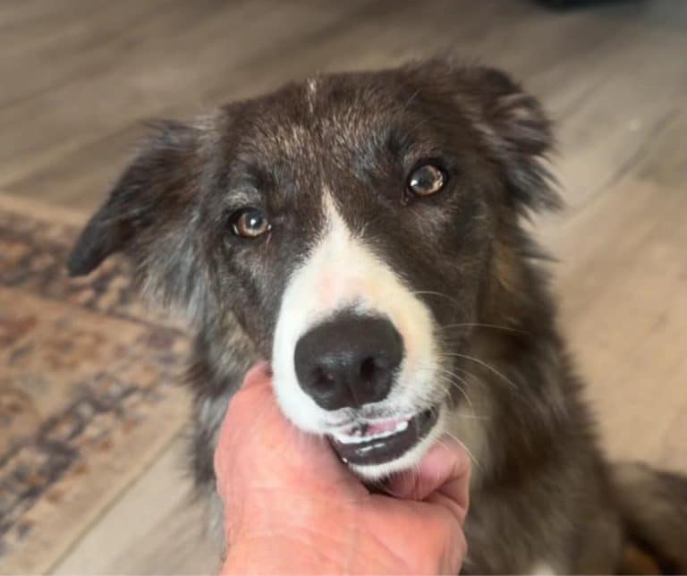 Heartwarming Reunion of Mabel the Border Collie and Her Devoted Owner After a Heart-Wrenching Search Underscored by Community Support