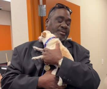 Heartwarming Tale of a Lost Dog Returned Home Safely Thanks to a Microchip After a Fireworks Scare