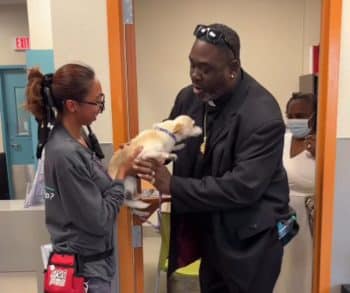 Heartwarming Tale of a Lost Dog Returned Home Safely Thanks to a Microchip After a Fireworks Scare