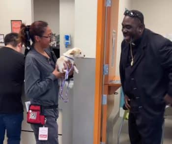 Heartwarming Tale of a Lost Dog Returned Home Safely Thanks to a Microchip After a Fireworks Scare