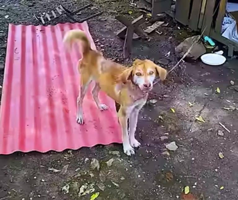 Heartwarming Transformation of Two Starving Dog Brothers from Neglect to Hope and Love