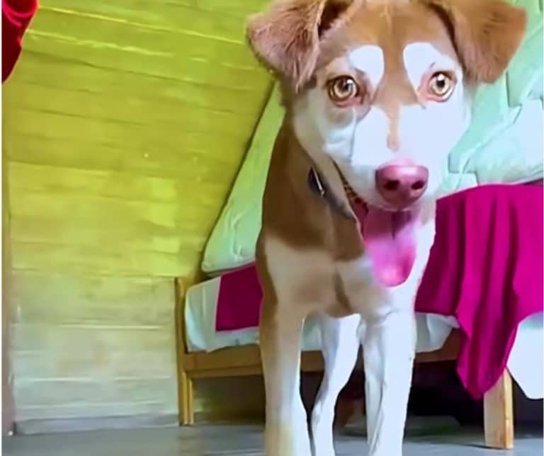 Heartwarming Transformation of Two Starving Dog Brothers from Neglect to Hope and Love