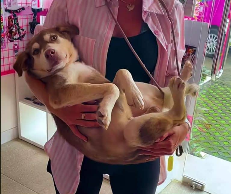 Heartwarming Transformation of Two Starving Dog Brothers from Neglect to Hope and Love