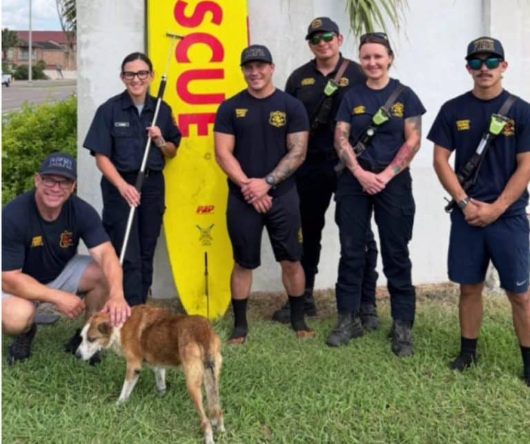 Heroic Firefighters Rescuing a Stranded Dog in Corpus Christi Show the Power of Courage and Community