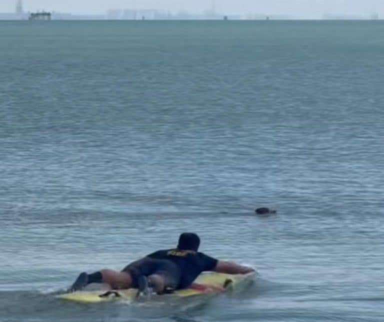 Heroic Firefighters Rescuing a Stranded Dog in Corpus Christi Show the Power of Courage and Community
