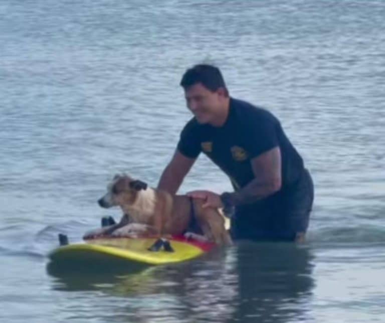 Heroic Firefighters Rescuing a Stranded Dog in Corpus Christi Show the Power of Courage and Community