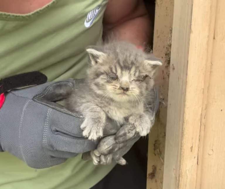 How Two German Shepherds Uncovered a Heartwarming Tale of Rescue for Two Abandoned Kittens