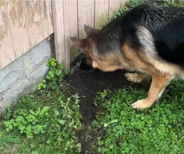 How Two German Shepherds Uncovered a Heartwarming Tale of Rescue for Two Abandoned Kittens