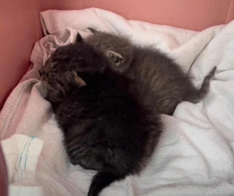 How Two German Shepherds Uncovered a Heartwarming Tale of Rescue for Two Abandoned Kittens