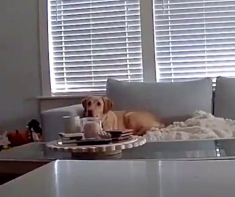 Incredible Canine Escape Captured on Camera Moments Before Ceiling Crash in Dallas Home
