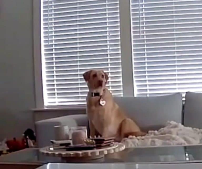 Incredible Canine Escape Captured on Camera Moments Before Ceiling Crash in Dallas Home