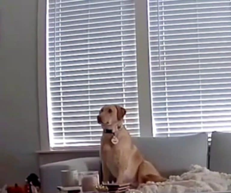 Incredible Canine Escape Captured on Camera Moments Before Ceiling Crash in Dallas Home