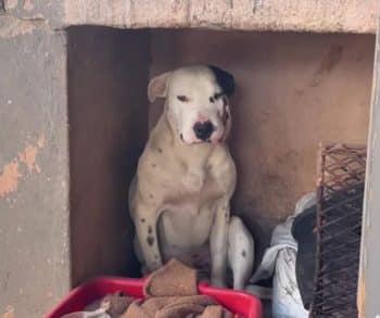 Inspiring Journey of a Brave Pit Bull Who Overcame a Venomous Snake Bite and Rediscovered Joy