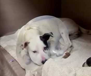 Inspiring Journey of a Brave Pit Bull Who Overcame a Venomous Snake Bite and Rediscovered Joy