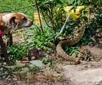Inspiring Journey of a Brave Pit Bull Who Overcame a Venomous Snake Bite and Rediscovered Joy