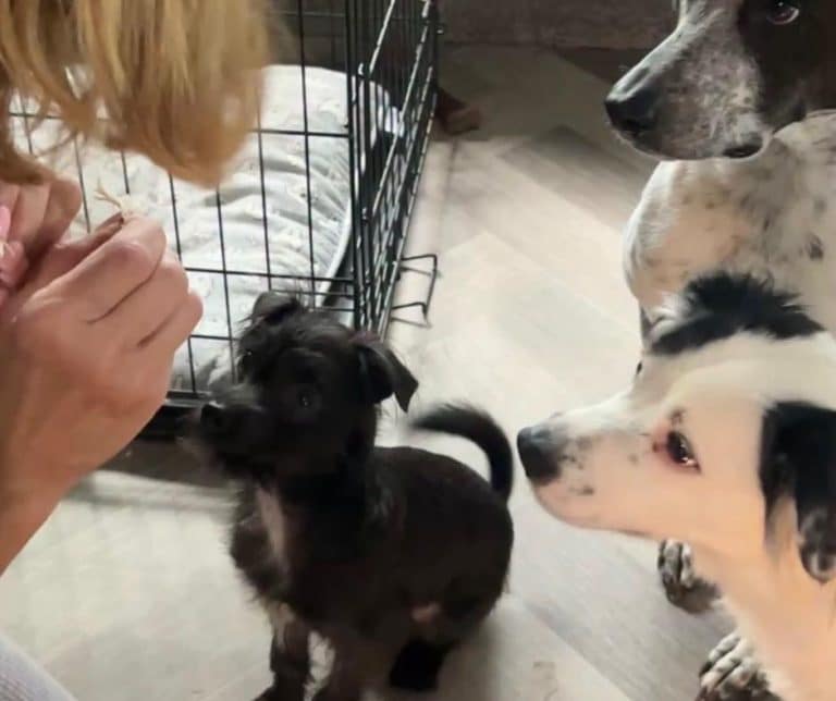 Meet Harvey the Tiny Rescue Dog Ready to Steal Your Heart and Your Couch