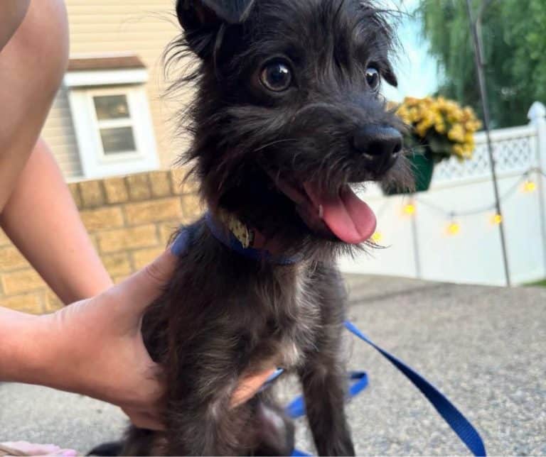 Meet Harvey the Tiny Rescue Dog Ready to Steal Your Heart and Your Couch