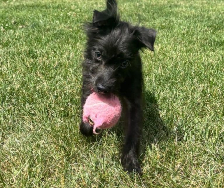 Meet Harvey the Tiny Rescue Dog Ready to Steal Your Heart and Your Couch